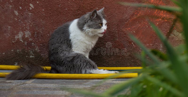 In het najaar buiten rusten van katten. buitenshuis atmosferische lifestyle kattefoto stock foto's In het najaar buiten rusten van katten. buitenshuis atmosferische lifestyle kattefoto stock foto's