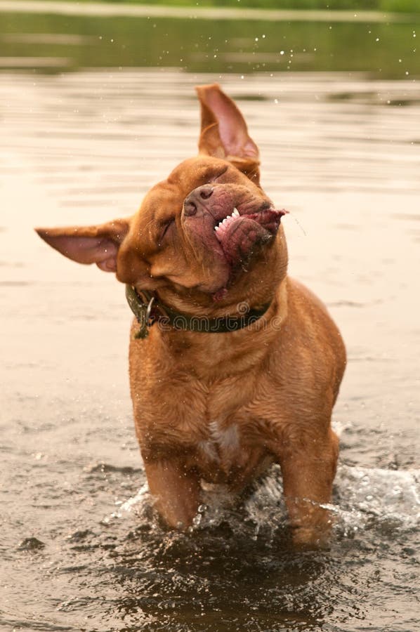 Het natte Franse mastiffhond schudden in water stock afbeelding Het natte Franse mastiffhond schudden in water stock afbeelding