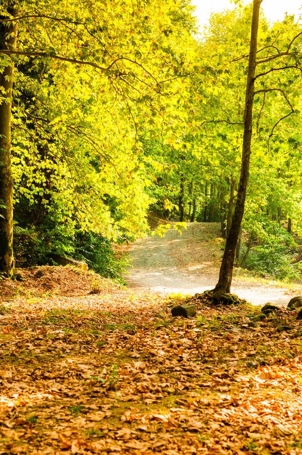 Het Natuurlijke Landschap van het de zomerhout royalty-vrije stock afbeeldingen Het Natuurlijke Landschap van het de zomerhout royalty-vrije stock afbeeldingen