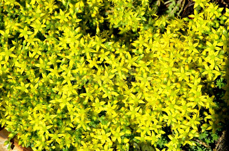 Het natuurlijke tapijt bestaat uit dicht het kweken van kleine bloemen van een sedum royalty-vrije stock foto Het natuurlijke tapijt bestaat uit dicht het kweken van kleine bloemen van een sedum royalty-vrije stock foto