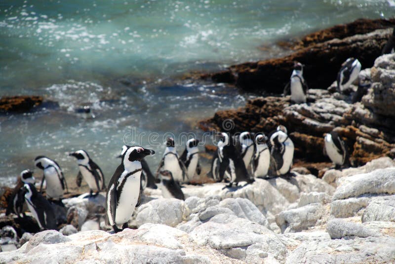 Het Natuurreservaat van de domoorpinguïn De Baai van Betty Westelijke kaap, Zuid-Afrika royalty-vrije stock foto's Het Natuurreservaat van de domoorpinguïn De Baai van Betty Westelijke kaap, Zuid-Afrika royalty-vrije stock foto's
