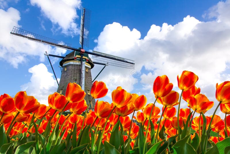 Het Nederlandse Landschap van de Windmolen van Tulpen