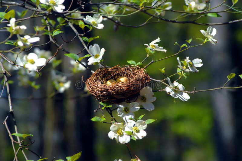 Het Nest van de vogel in Kornoelje