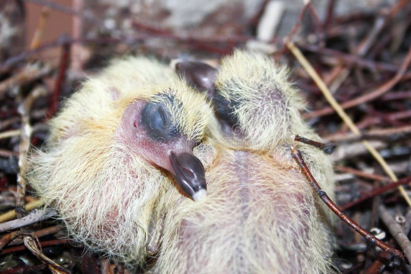 Het nest van een duif in een nest royalty-vrije stock foto's Het nest van een duif in een nest royalty-vrije stock foto's