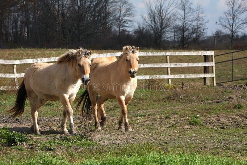 Norwegian Fjord Horse two running in morning sun. Norwegian Fjord Horse two running in morning sun