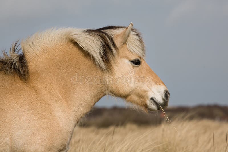 Het Noorse Paard Van De Fjord Stock Afbeelding Afbeelding Bestaande Uit Gevangenschap Macro Het Noorse Paard Van De Fjord Stock Afbeelding Afbeelding Bestaande Uit Gevangenschap Macro