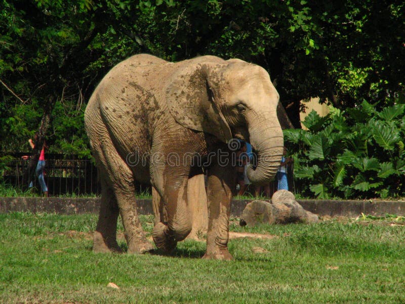 Het olifant loopt in de dierentuin stock fotografie Het olifant loopt in de dierentuin stock fotografie