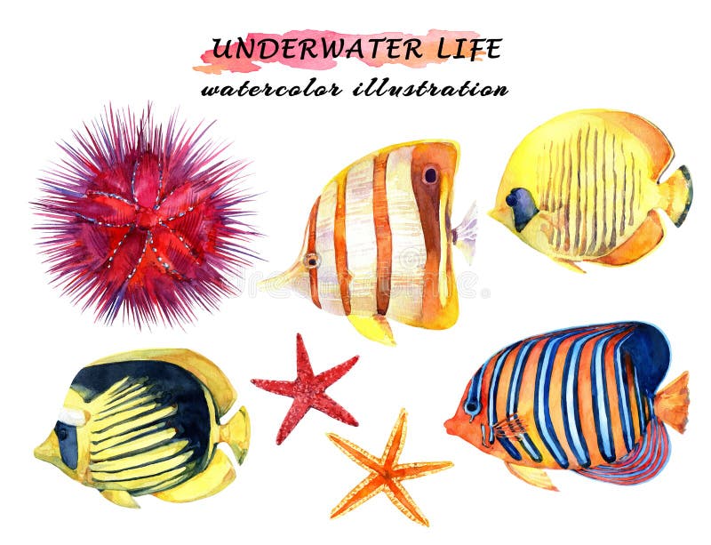 Het onderwater geplaatste leven - tropische vissen, zeester en zeeëgel royalty-vrije illustratie Het onderwater geplaatste leven - tropische vissen, zeester en zeeëgel royalty-vrije illustratie