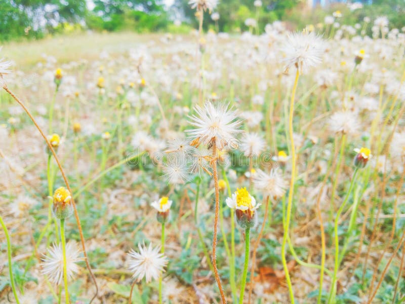 Vage achtergrond van grasbloemen stock fotografie
