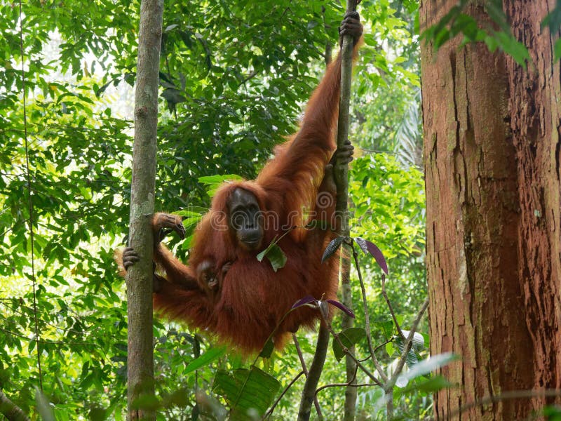 Het ontspannen orang-oetan utan met weinig baby stock afbeeldingen Het ontspannen orang-oetan utan met weinig baby stock afbeeldingen