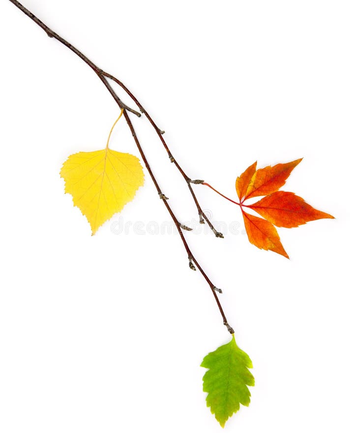 Het ontwerpelement van de herfst/mooie echte bladeren