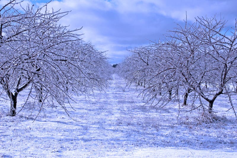 Orchard in january covered in ice. Orchard in january covered in ice