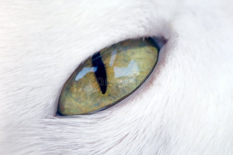 Het oog van de kat stock fotografie Het oog van de kat stock fotografie