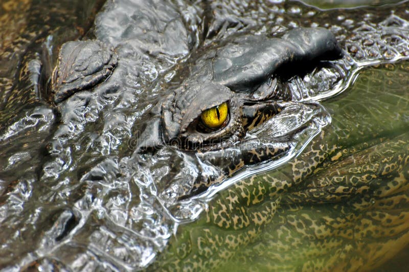 Eye crocodile Koh Samui, Thailand. Eye crocodile Koh Samui, Thailand