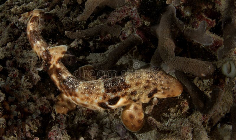 Commonly name as a walking shark, captured at raja ampat, papua, indonesia. Commonly name as a walking shark, captured at raja ampat, papua, indonesia