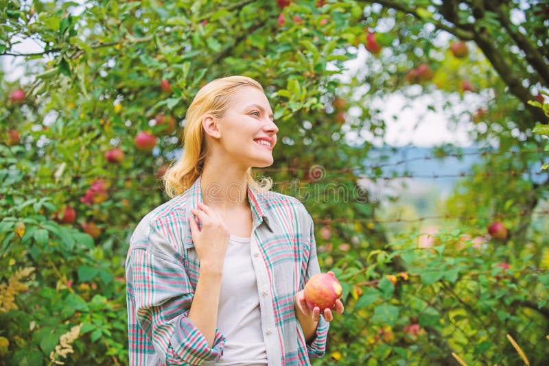 Het oogsten seizoenconcept De achtergrond van de de appeltuin van de vrouwengreep Het organische natuurlijke product van de landb royalty-vrije stock fotografie Het oogsten seizoenconcept De achtergrond van de de appeltuin van de vrouwengreep Het organische natuurlijke product van de landb royalty-vrije stock fotografie