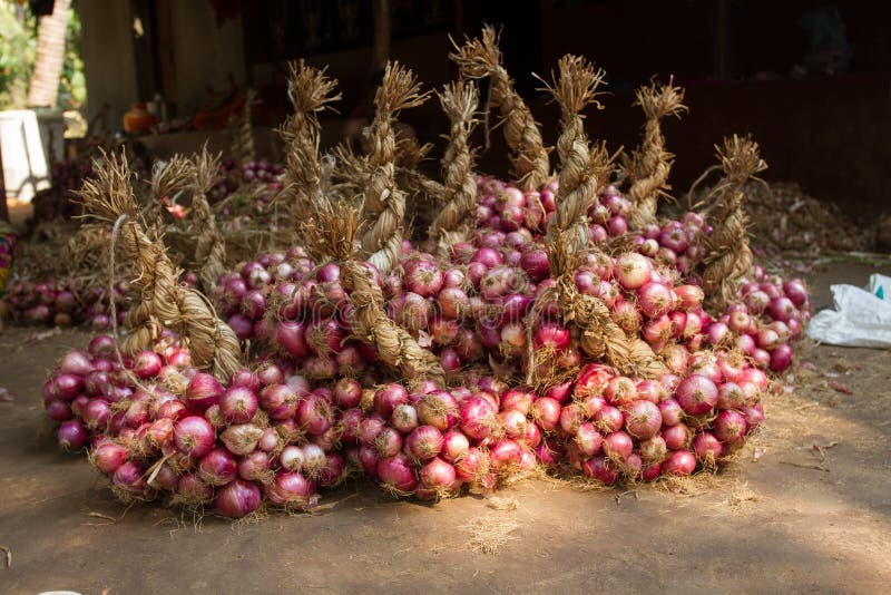 The onions are tied and ready for transportation. Indian style. The onions are tied and ready for transportation. Indian style