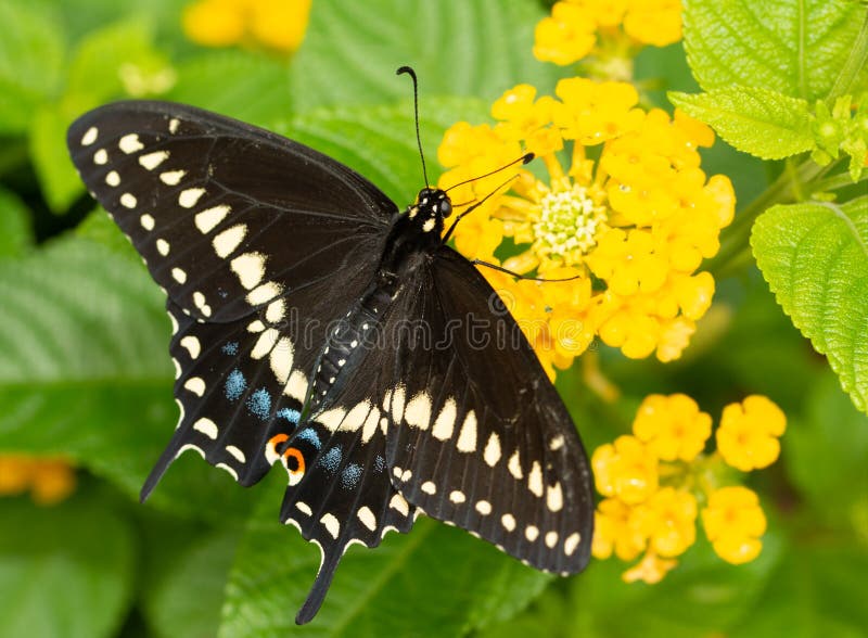 Het oostelijke Zwarte Swallowtail-vlinder voeden op een gele Lantana-bloem stock foto Het oostelijke Zwarte Swallowtail-vlinder voeden op een gele Lantana-bloem stock foto