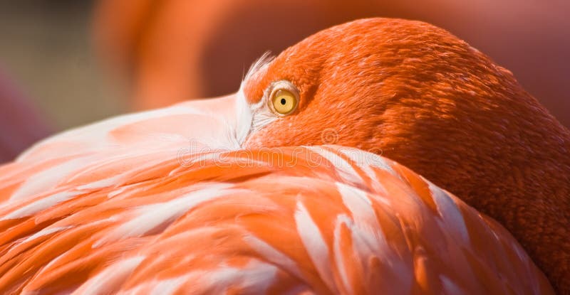 gezond verstand rijk inleveren 8,236 Oranje Flamingo Foto's - gratis en royaltyvrije stockfoto's uit  Dreamstime