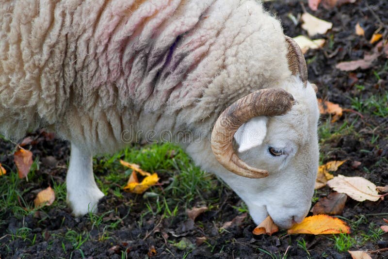Het oude ram weiden stock afbeelding Het oude ram weiden stock afbeelding