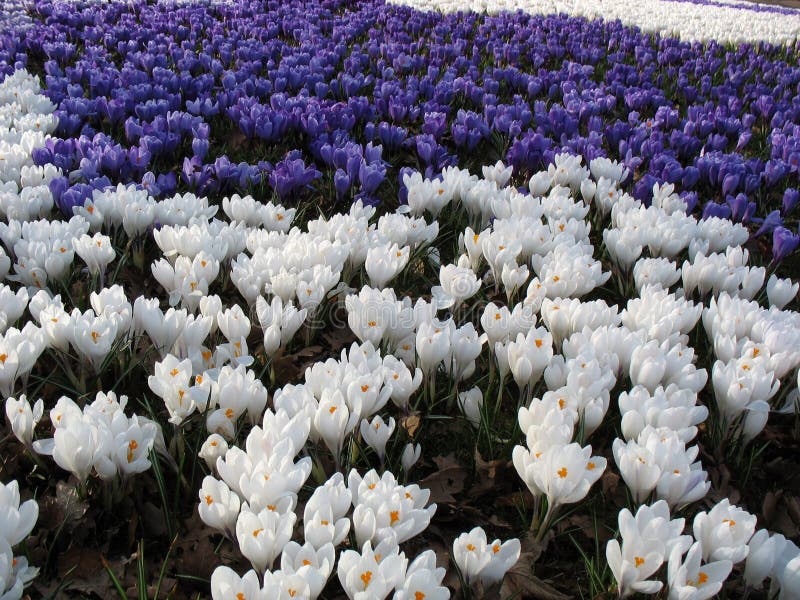 Lentezee van bloemen - krokussen stock afbeelding