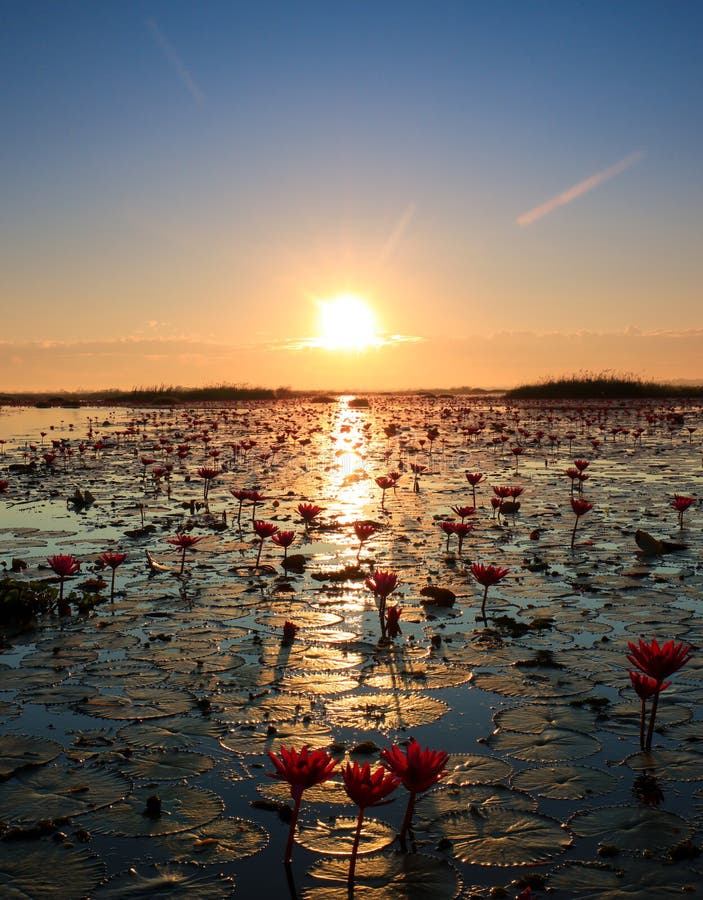 Het overzees van rode lotusbloem, Meer Nong Harn, Udon Thani, Thailand stock foto's Het overzees van rode lotusbloem, Meer Nong Harn, Udon Thani, Thailand stock foto's