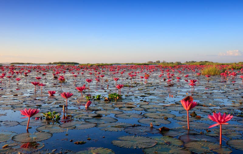 Het overzees van rode lotusbloem, Meer Nong Harn, Udon Thani, Thailand stock fotografie Het overzees van rode lotusbloem, Meer Nong Harn, Udon Thani, Thailand stock fotografie