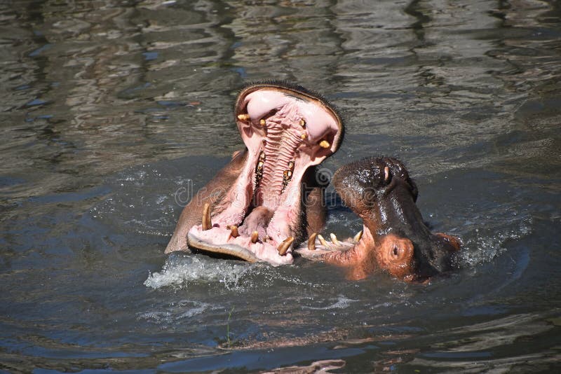 Het paar van hippos zwemt en speelt in water royalty-vrije stock foto Het paar van hippos zwemt en speelt in water royalty-vrije stock foto