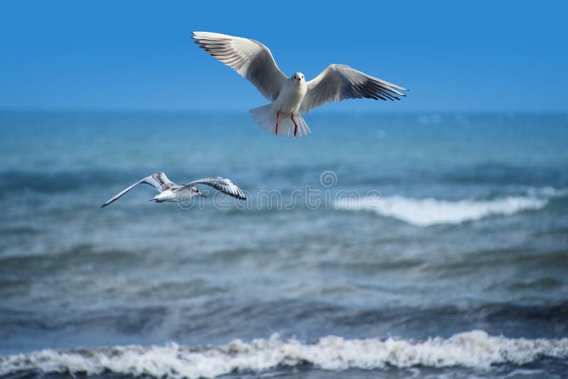 Het paar zeemeeuwen vliegt bij het strand, oceaan als achtergrond royalty-vrije stock fotografie Het paar zeemeeuwen vliegt bij het strand, oceaan als achtergrond royalty-vrije stock fotografie