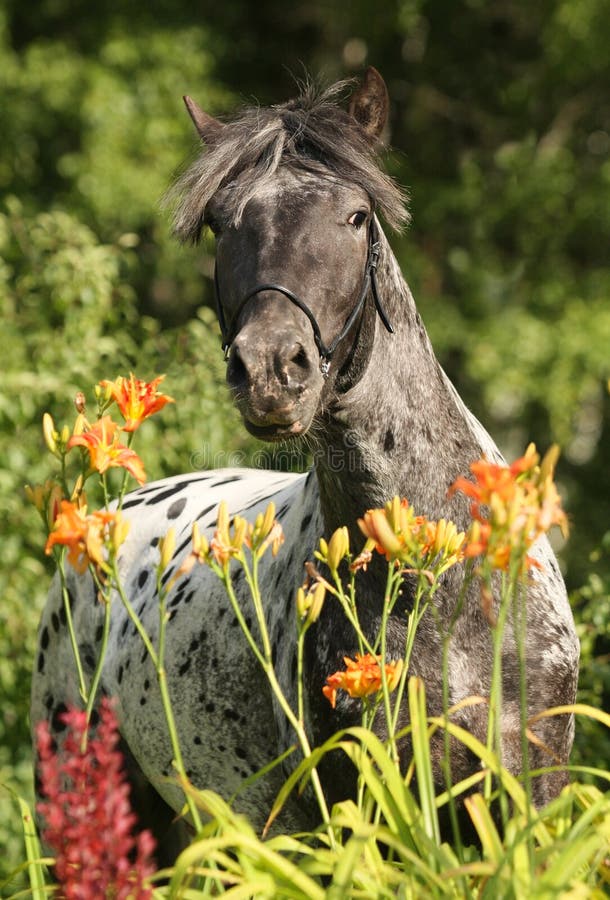 Het paard van Appaloosa royalty-vrije stock afbeeldingen Het paard van Appaloosa royalty-vrije stock afbeeldingen
