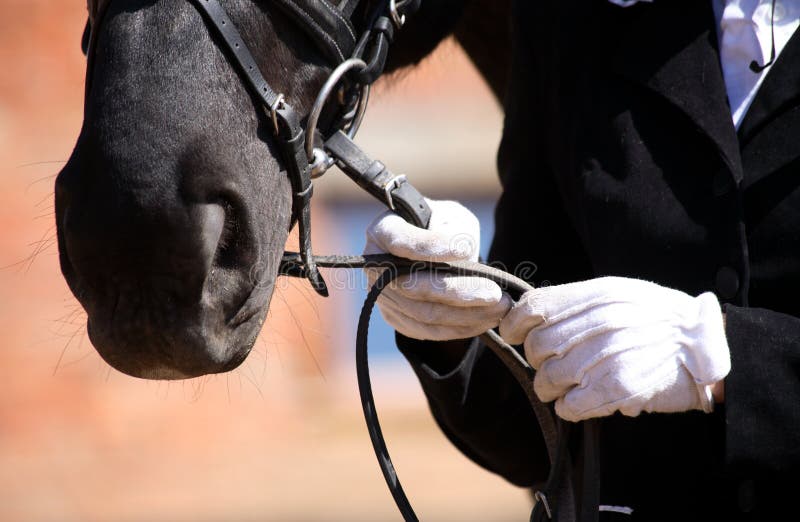 Verouderd Grootste Civic Het Paard Van De Dressuur, Witte Handschoenen Stock Foto - Image of zwart,  recreatief: 14544110