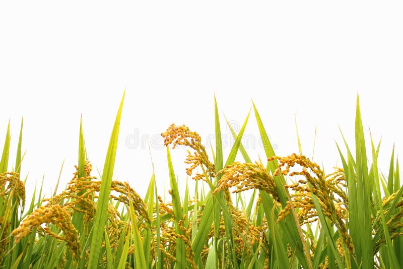 Herfstrijstveld stock fotografie