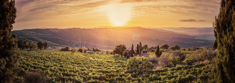 Het panorama van het wijngaardlandschap in Toscanië, Italië Wijnlandbouwbedrijf bij zonsondergang