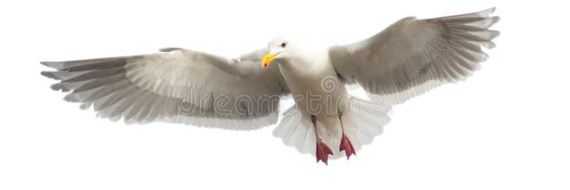 Het panoramische beeld van een zeemeeuw tijdens de vlucht, isloated stock afbeeldingen Het panoramische beeld van een zeemeeuw tijdens de vlucht, isloated stock afbeeldingen
