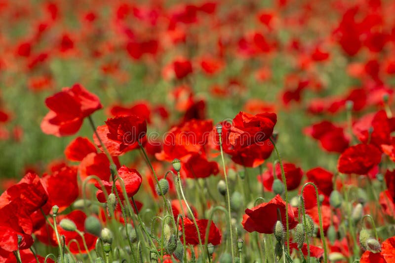 Het papaver` s gebied in zomer, sluit omhoog met rode onscherpe achtergrond royalty-vrije stock foto's Het papaver` s gebied in zomer, sluit omhoog met rode onscherpe achtergrond royalty-vrije stock foto's