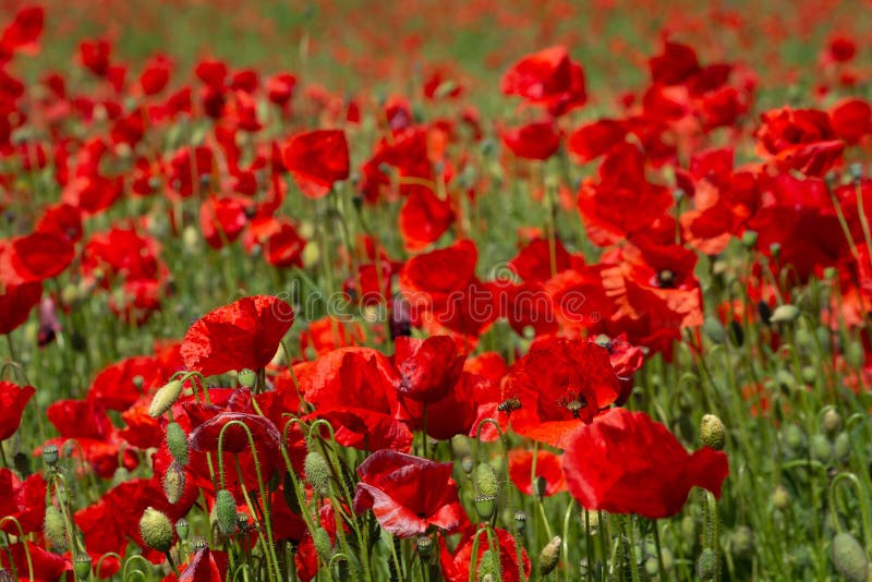 Het papaver` s gebied in zomer, sluit omhoog met rode onscherpe achtergrond royalty-vrije stock afbeelding Het papaver` s gebied in zomer, sluit omhoog met rode onscherpe achtergrond royalty-vrije stock afbeelding