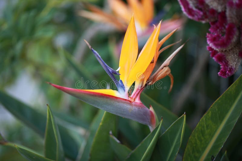 Het Paradijs van Okinawa royalty-vrije stock afbeeldingen Het Paradijs van Okinawa royalty-vrije stock afbeeldingen