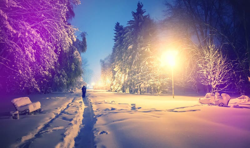 Het park van de winter in sneeuw Fantastisch winters landschap ijzige avond in stadspark sneeuw behandelde bomen die in lichte la