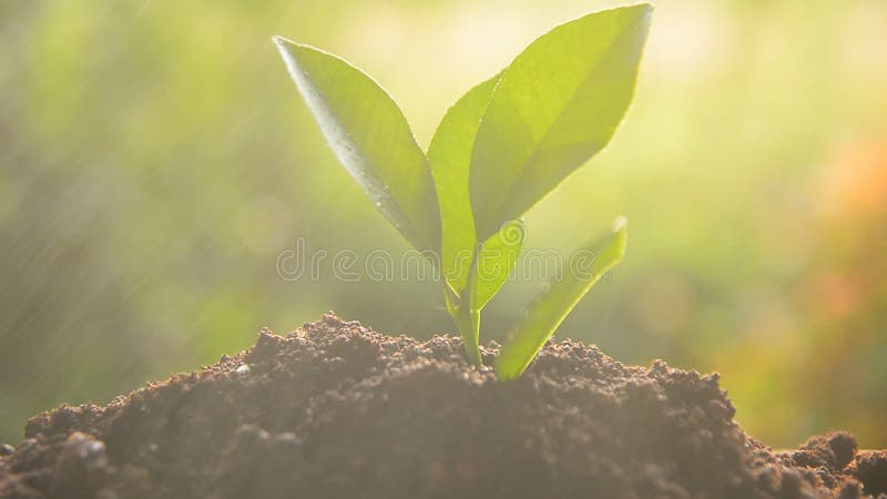 Het planten van boomspruit