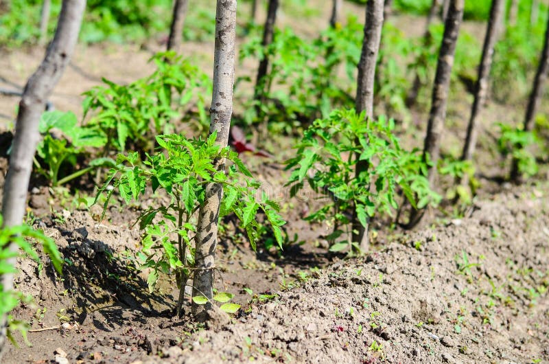 Het planten van tomaten royalty-vrije stock fotografie Het planten van tomaten royalty-vrije stock fotografie
