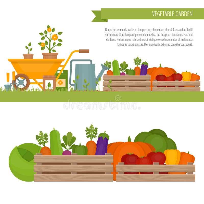 Het planten van tomaten Organisch en Gezond voedsel Verse groenten binnen vector illustratie Het planten van tomaten Organisch en Gezond voedsel Verse groenten binnen vector illustratie