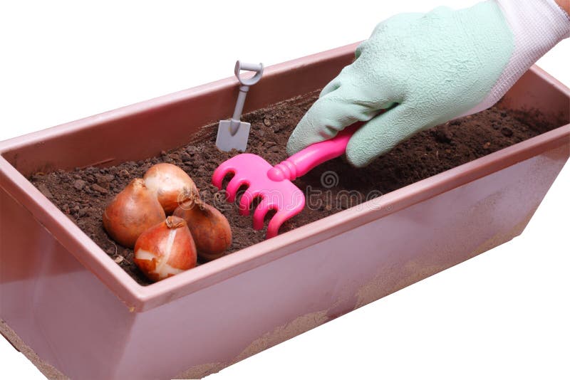 Het planten van tulpenbollen royalty-vrije stock fotografie Het planten van tulpenbollen royalty-vrije stock fotografie