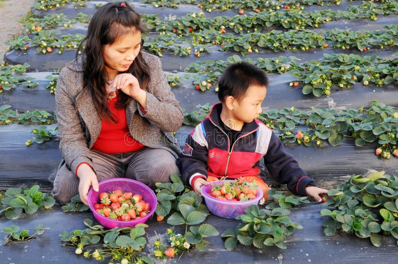Asian mother and son picking stawberries in the field. Asian mother and son picking stawberries in the field.