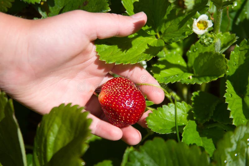 Closeup of child's hand picking strawberry in fruit garden in summer. Closeup of child's hand picking strawberry in fruit garden in summer