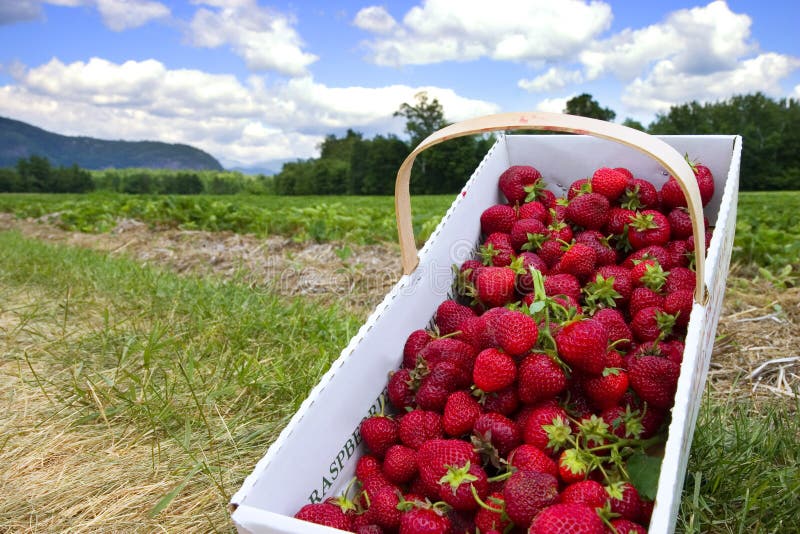 Basket of freshly picked strawberries on the side of scenic strawberry field. Conway, New Hampshire. Basket of freshly picked strawberries on the side of scenic strawberry field. Conway, New Hampshire