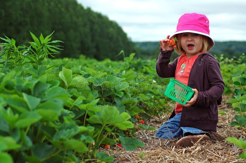 Picture of little girl picking strawberries on the farm. Picture of little girl picking strawberries on the farm