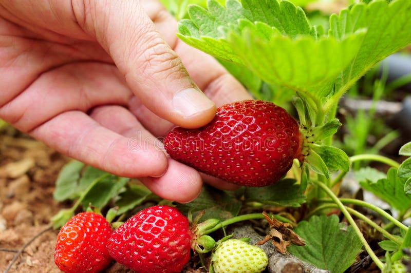 Closeup of the hand of a young man picking a strawberry from the plant. Closeup of the hand of a young man picking a strawberry from the plant