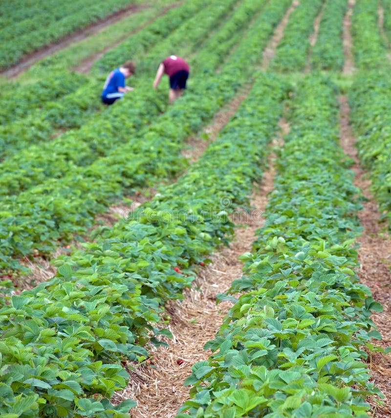 Harvesting fresh fruits and vegetables at a community farm. Harvesting fresh fruits and vegetables at a community farm.