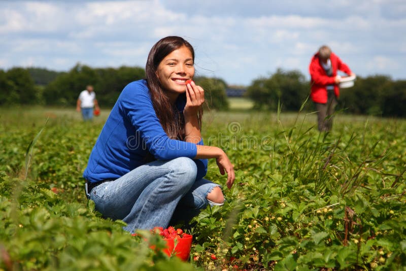 Beautiful woman eating a strawberry while gathering strawberries on a farm in Denmark. Beautiful woman eating a strawberry while gathering strawberries on a farm in Denmark.