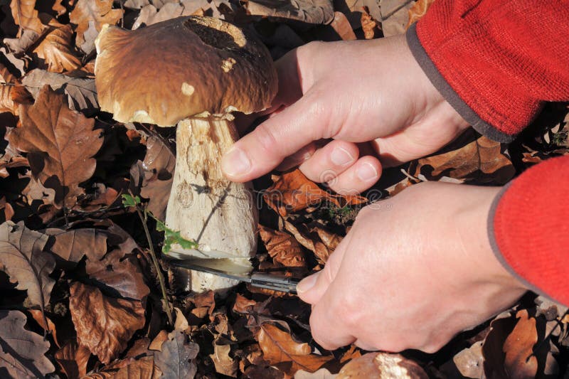 Closeup of hands picking a bolete mushroom in dead leaves. Closeup of hands picking a bolete mushroom in dead leaves.